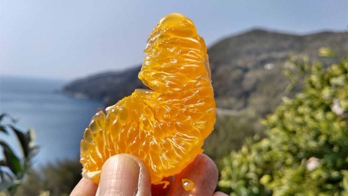 濃厚な味わいの柑橘